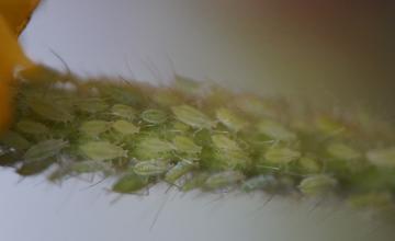 aphids on an ear of wheat