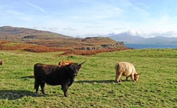 highland cows in a grassy field