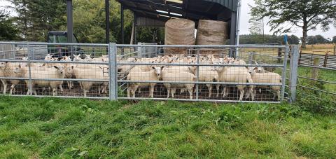 Ewes in a pen